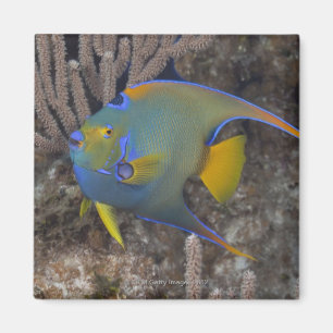 Imã Natação do Angelfish da rainha (ciliaris de