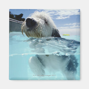 Imã Natação do cão em uma piscina