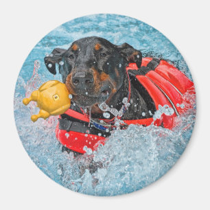 Imã Natação do Doberman com brinquedo favorito