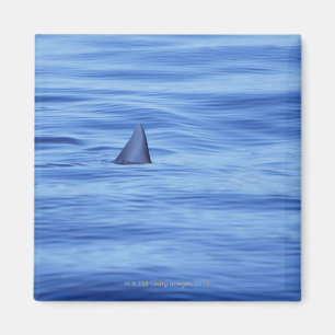 Imã Natação do tubarão na água do oceano