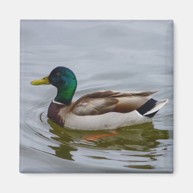 Imã Natação Mallard Natação (Frente)