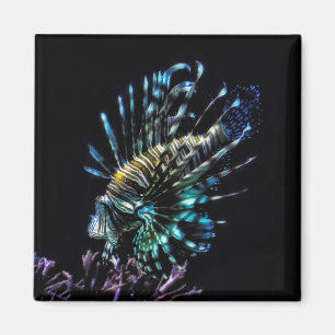 Imã Natações de Lionfish