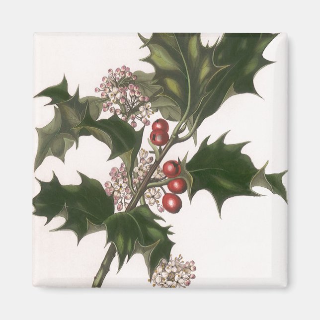 Imã Natais vintages, Holly Plant com Red Berries (Frente)