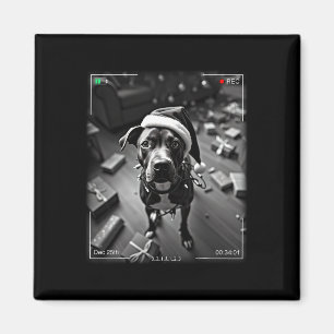 Imã Natal Americano Staffordshire Terrier foi capturad