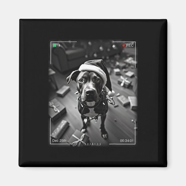 Imã Natal Americano Staffordshire Terrier foi capturad (Frente)