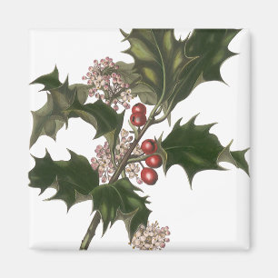 Imã Natal Antigo, Planta de Azevim Verde com Frutas