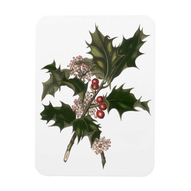Ímã Natal Antigo, Planta de Azevinho Verde com Frutas (Vertical)