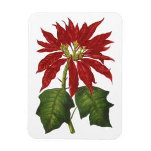 Ímã Natal Antigo, Planta de Inverno Poinsettia Vermelh