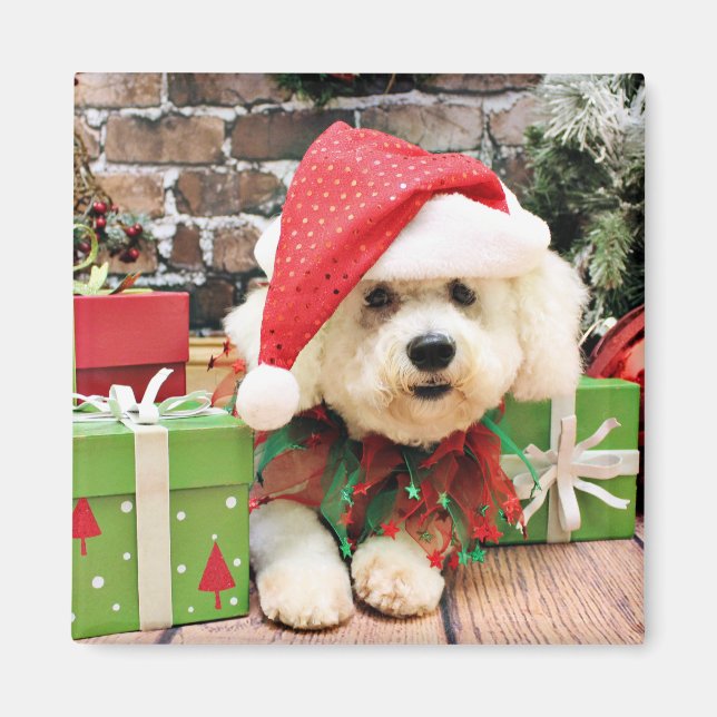 Imã Natal - Bichon Frise - Daisy (Frente)