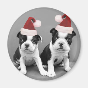 Imã Natal em Boston Terriers
