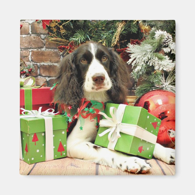 Imã Natal - Inglês Springer Spaniel - Kinzie (Frente)