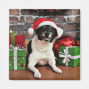 Imã Natal - Rat Terrier - Sparky