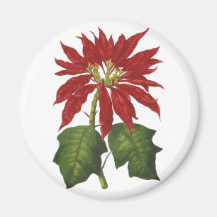 Imã Natal vintage, planta vermelha do inverno da