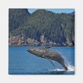 Imã Nature Humpback Whale Wildlife Foto