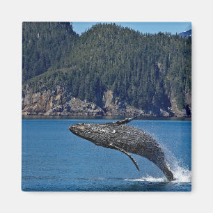 Imã Nature Humpback Whale Wildlife Foto
