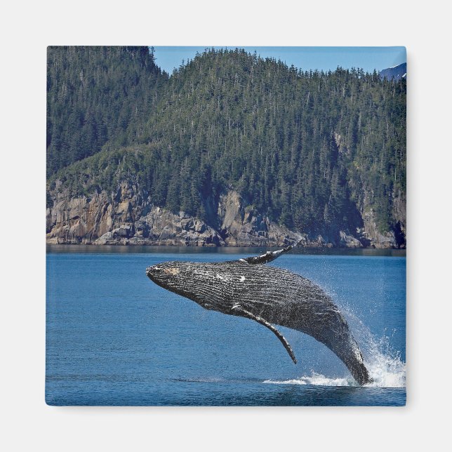 Imã Nature Humpback Whale Wildlife Foto (Frente)