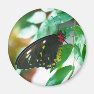 Imã Natureza da borboleta preta
