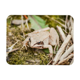 Ímã Natureza Do Sapo Da Madeira Animais Da Floresta