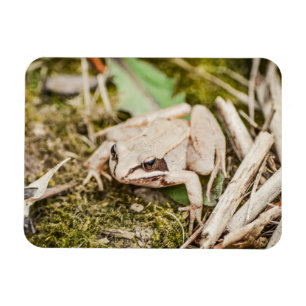 Ímã Natureza Do Sapo Da Madeira Animais Da Floresta