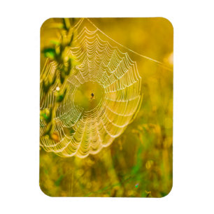 Ímã Natureza Paisagem Aranha Aranha Aranha