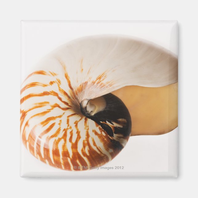 Imã Nautilus (Nautilus stenomphalus) (Frente)