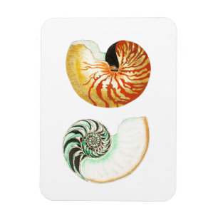 ÍMÃ "NAUTILUS" SEALIFE A FOTO DO SEASHELL