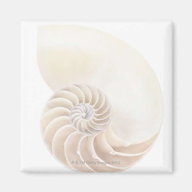 Imã Nautilus shell, close-up (Frente)