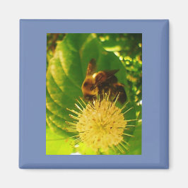 Imã Néctar da abelha