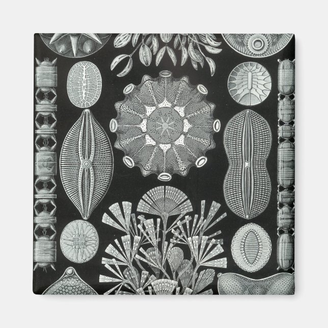 Imã Negativo Haeckel (Frente)