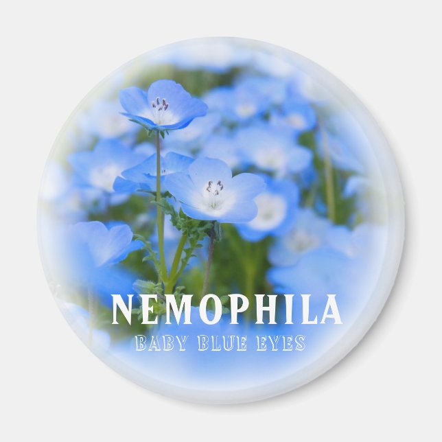Imã NEMOPHILA（Baby Blue Eyes） (Frente)
