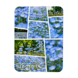 Ímã NEMOPHILA(Olhos Azuis de Bebê)