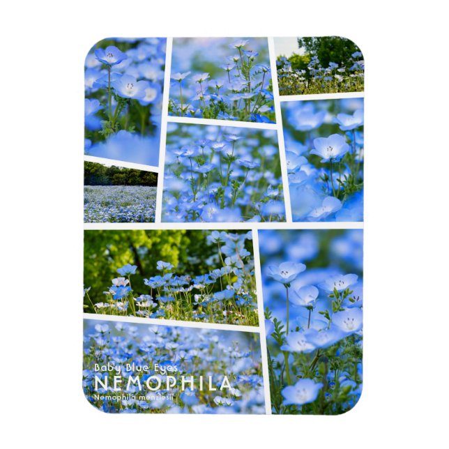 Ímã NEMOPHILA（Olhos Azuis de Bebê） (Vertical)