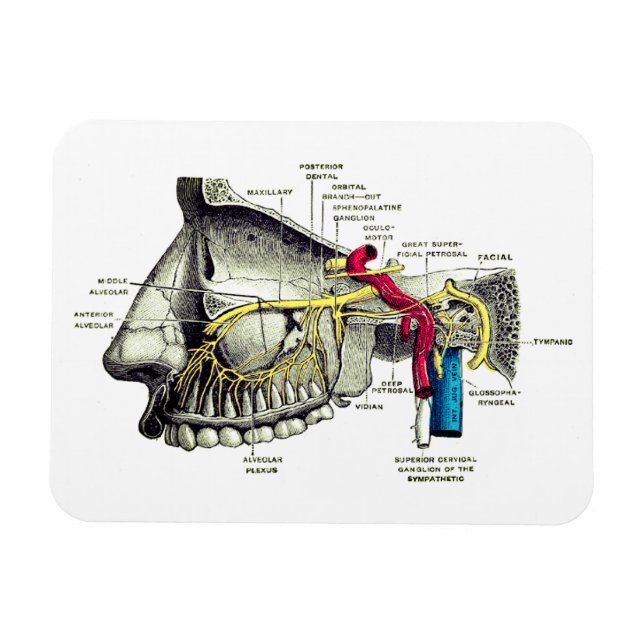 Ímã Nervos maxilares anatomia humana (Horizontal)