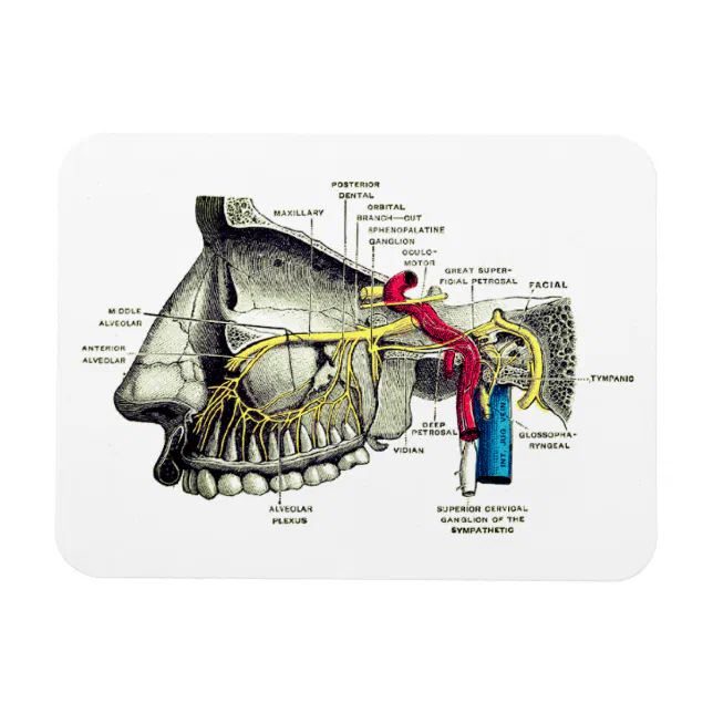 Nervo Maxilar completo - Anatomia Humana - Anatomia 