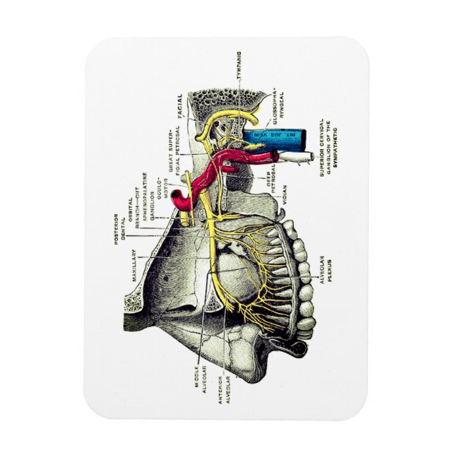 Nervo Maxilar completo - Anatomia Humana - Anatomia 