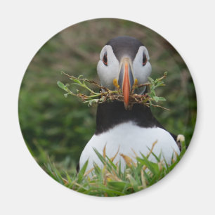 Imã Nest Builder Puffin