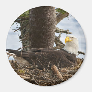 Imã Nesting Bald Eagle