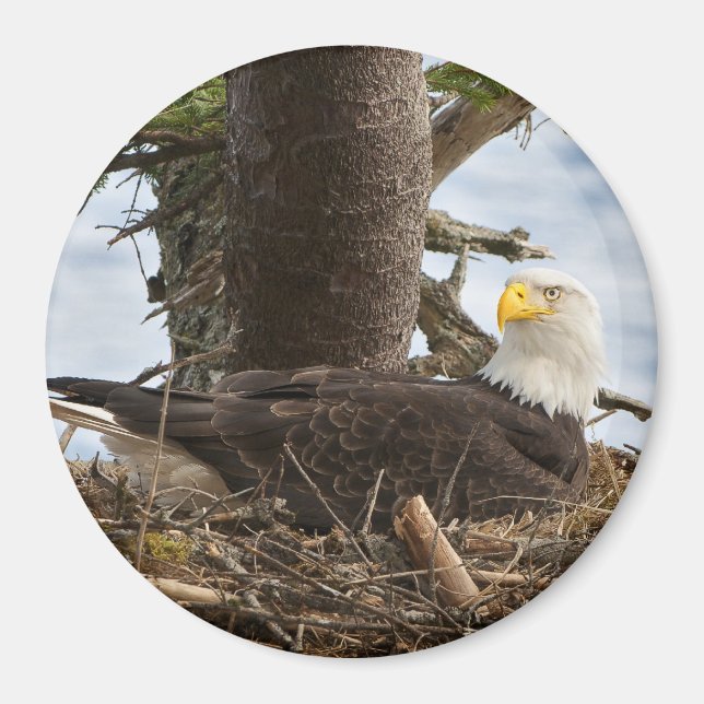 Imã Nesting Bald Eagle (Frente)