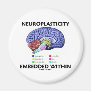 Imã Neuroplasticity encaixou dentro (a anatomia do