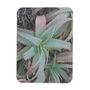 Ímã Nevada succulents