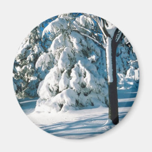 Imã Neve coberta por Evergreens