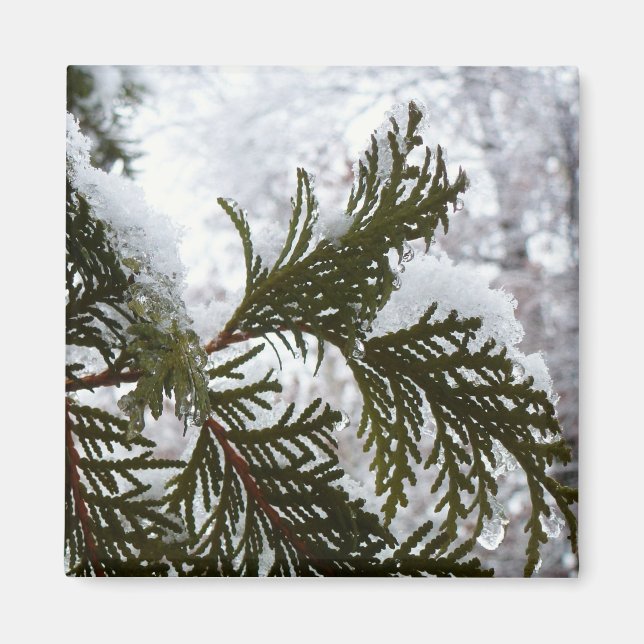 Imã Neve em Galhos de Sempre-Verde (Frente)