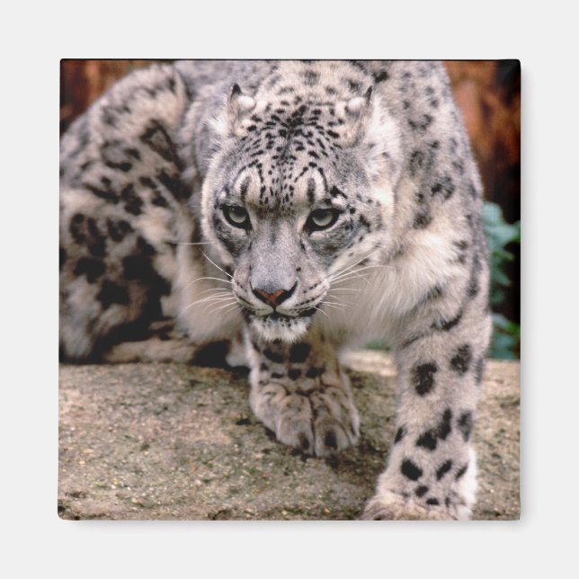 Imã Neve Leopardo Magneto (Frente)