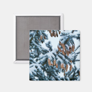 Imã Neve no ímã dos pinhos