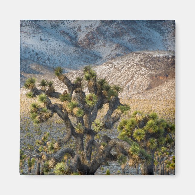 Imã Neve No Vale Da Morte (Frente)