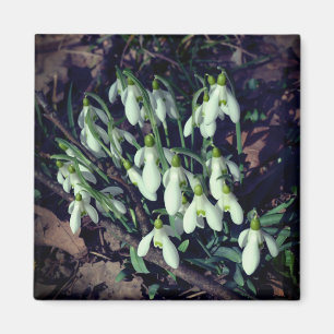 Imã Neves são as primeiras flores da primavera