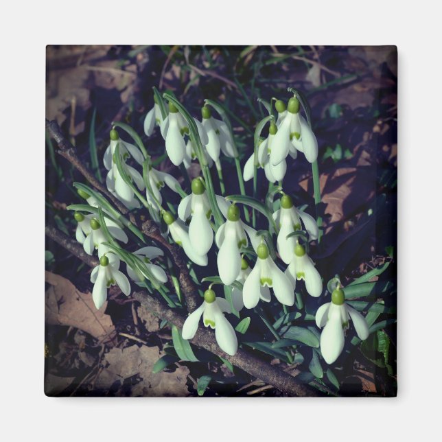 Imã Neves são as primeiras flores da primavera (Frente)