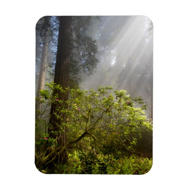 Ímã Névoa da Manhã no Rhododendron (Vertical)