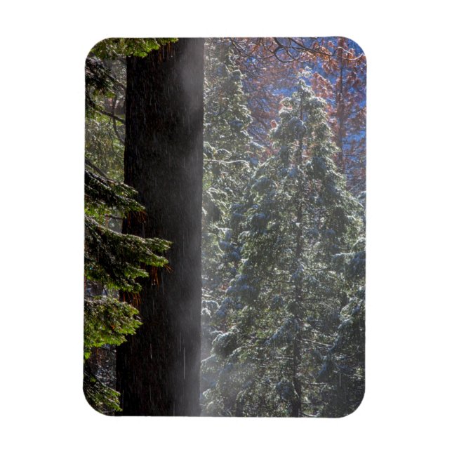 Ímã Nevoeiro Nevado na Floresta (Vertical)