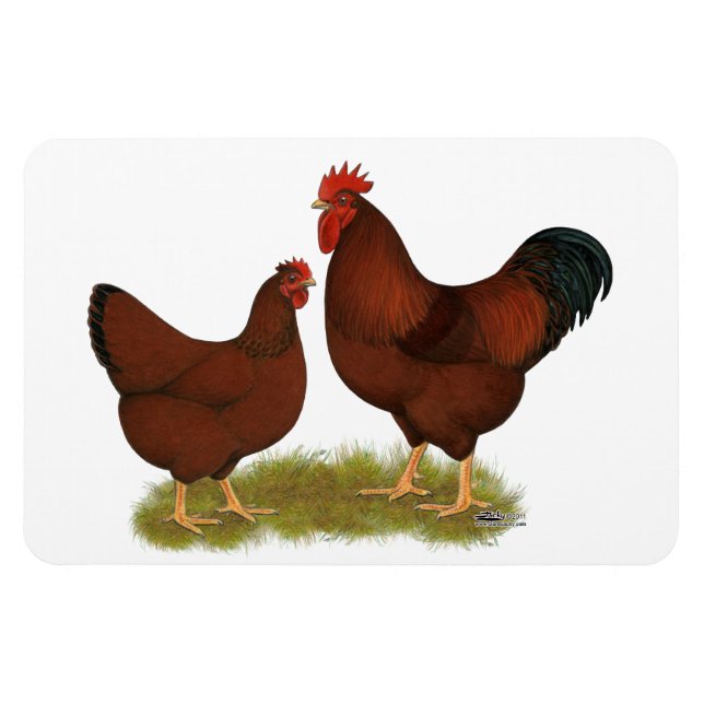 Ímã New Hampshire Reds (Horizontal)